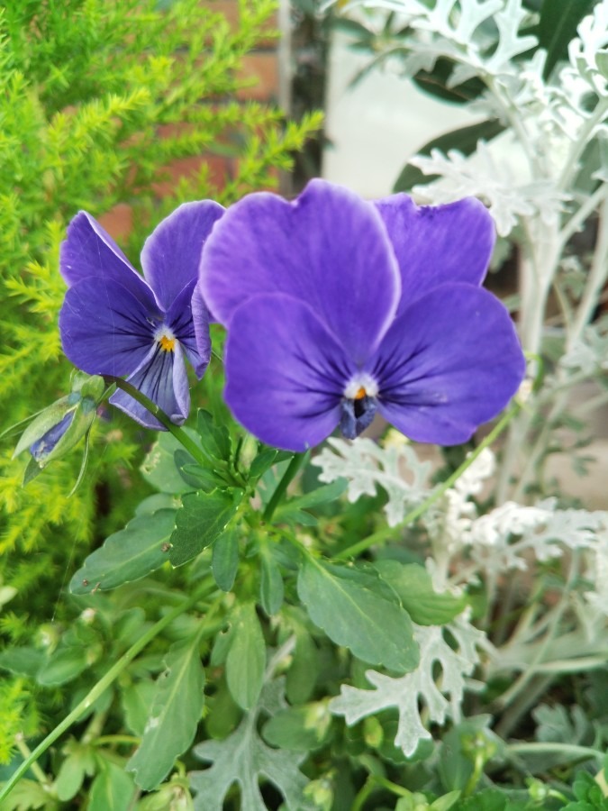 お花！