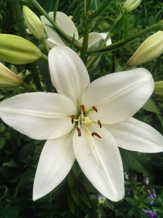 お花！