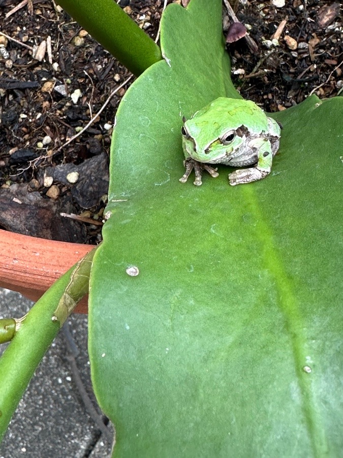 今日のみっけはカエル🐸