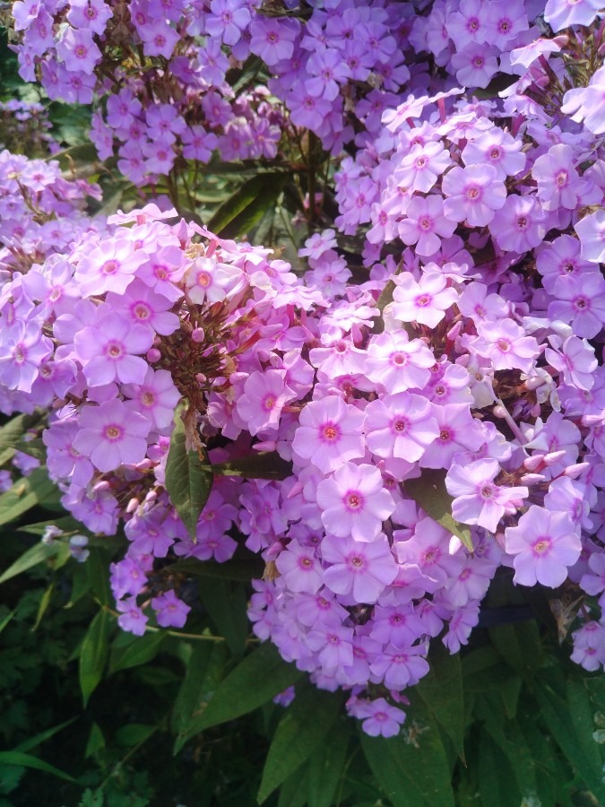 お花！