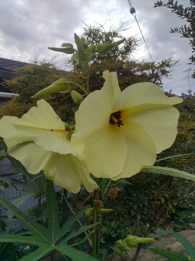 お花！