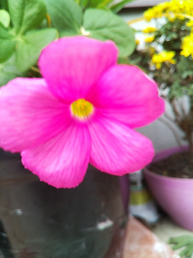 お花！