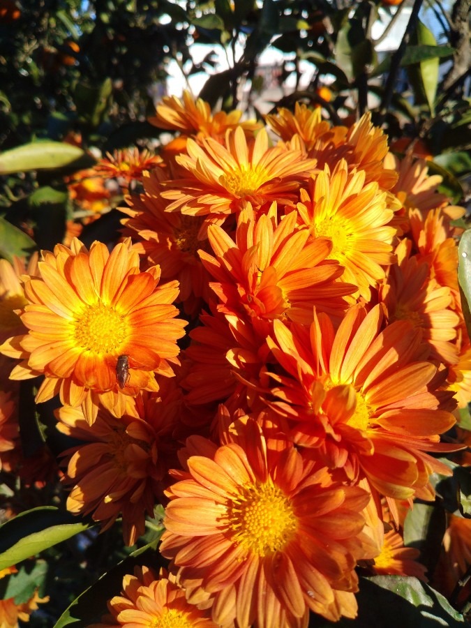 お花！