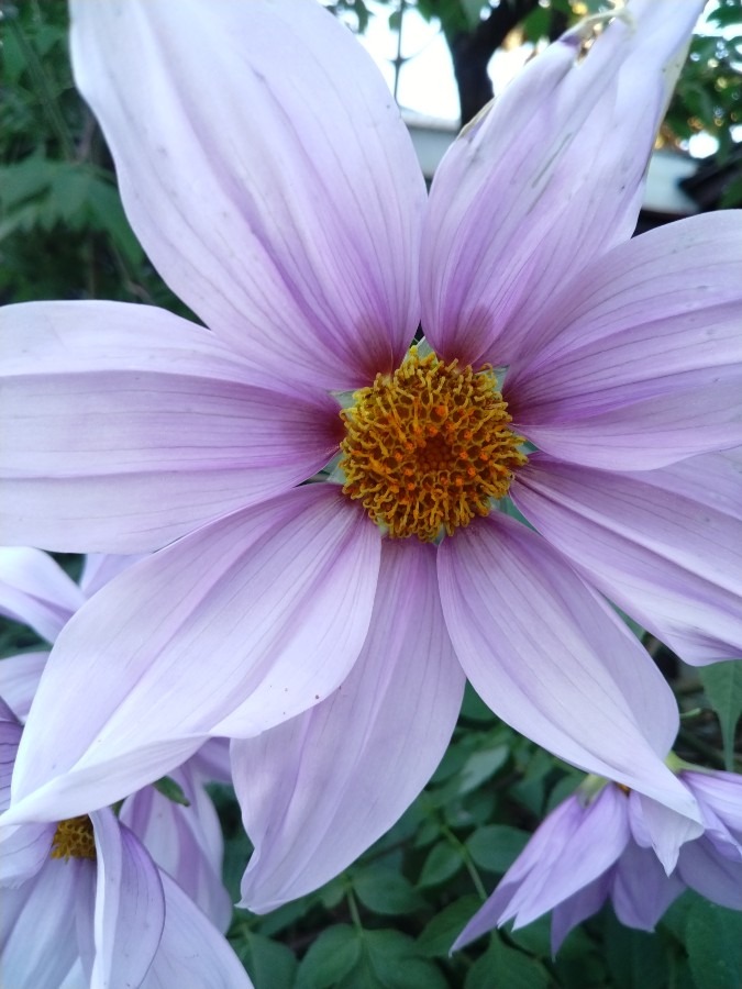 お花！