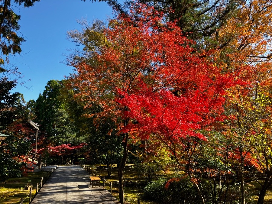 京都市太秦「広隆寺」鮮やかな紅葉に迎えられる