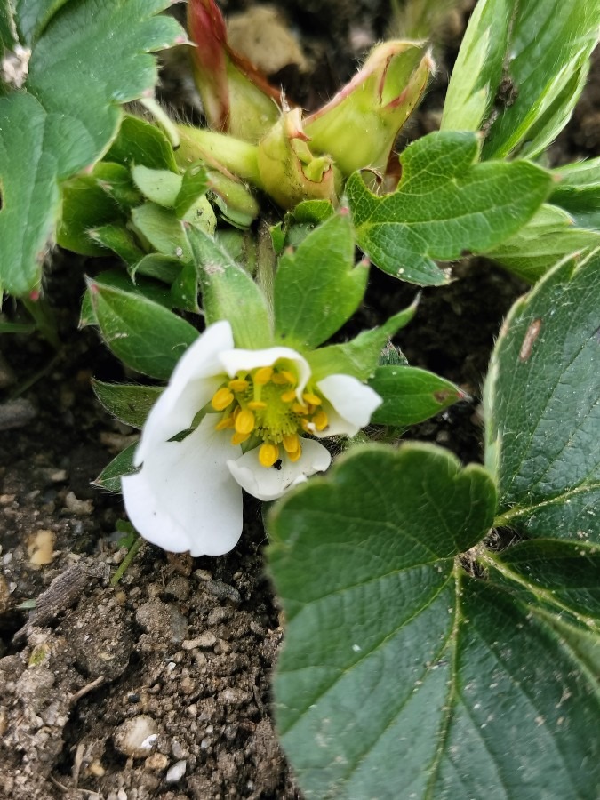 イチゴの花