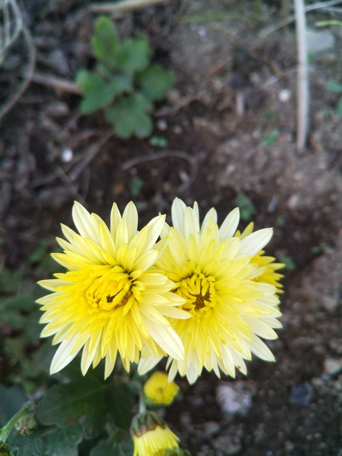 お花！