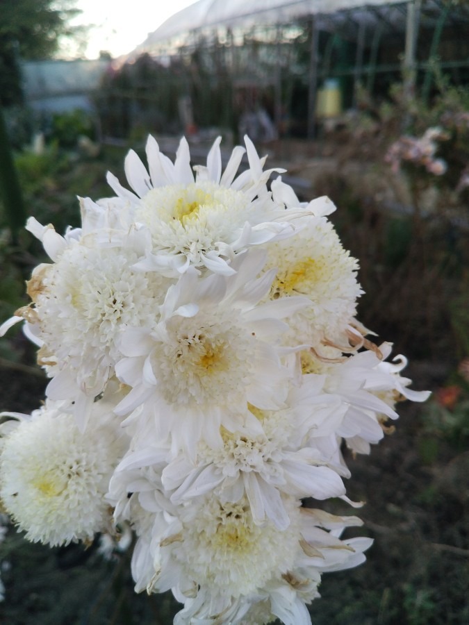 お花！