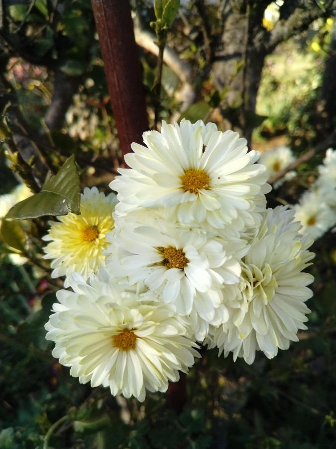 お花！