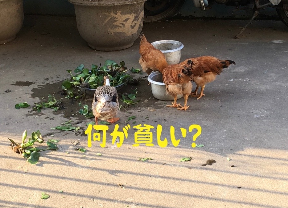 何が
