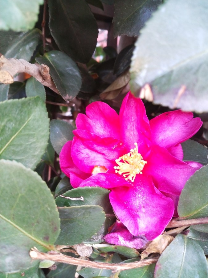 お花！