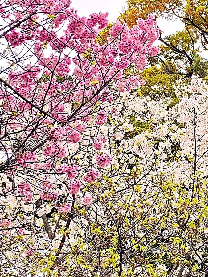 もうすぐ春がやってくる