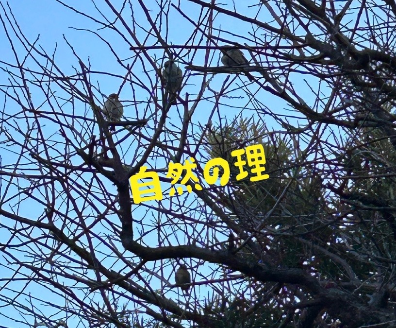 自然の