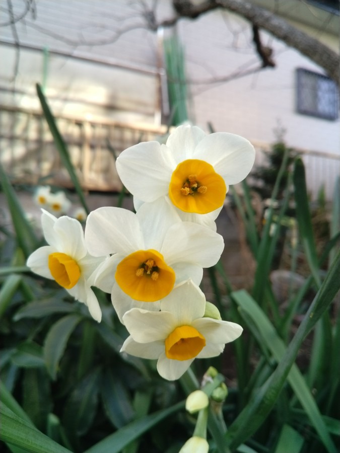 お花！