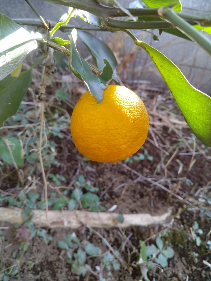 果実！