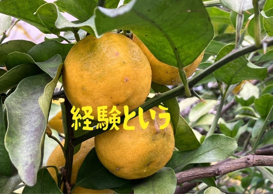 経験は