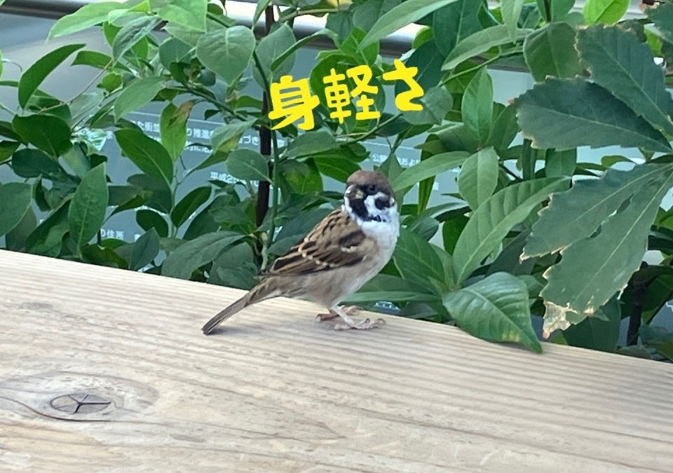 身軽さ