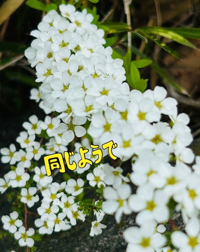 同じようで