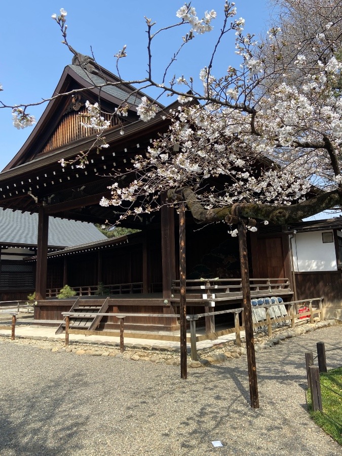 靖国神社の桜の標本木と能舞台