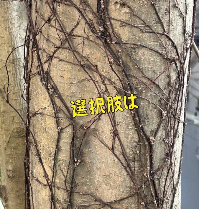 選択肢は
