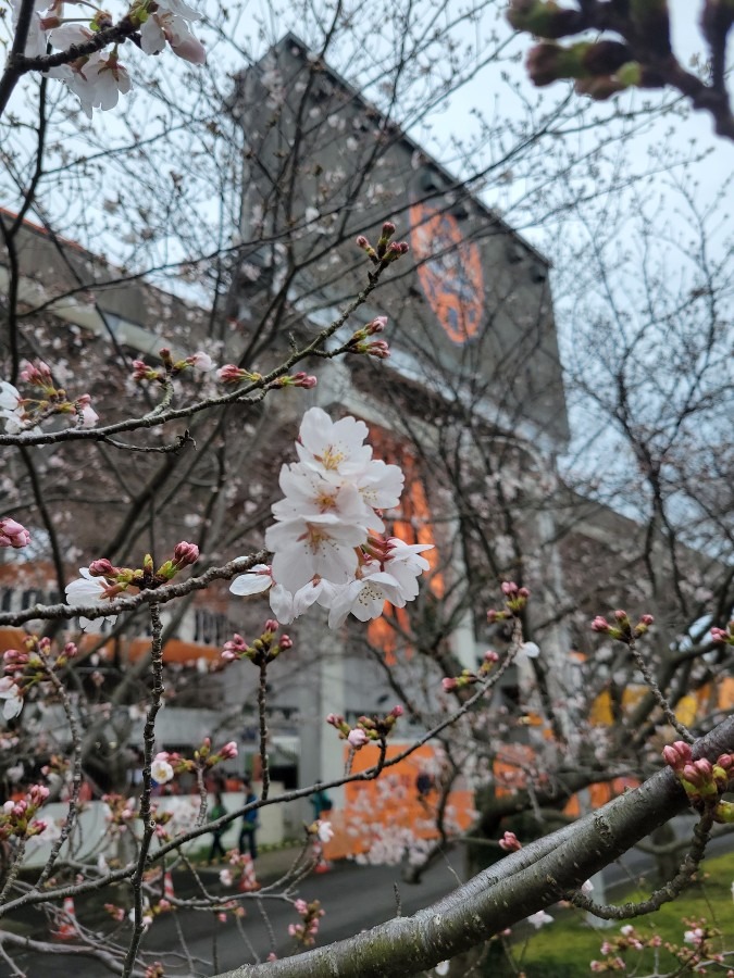 桜、咲き始めました