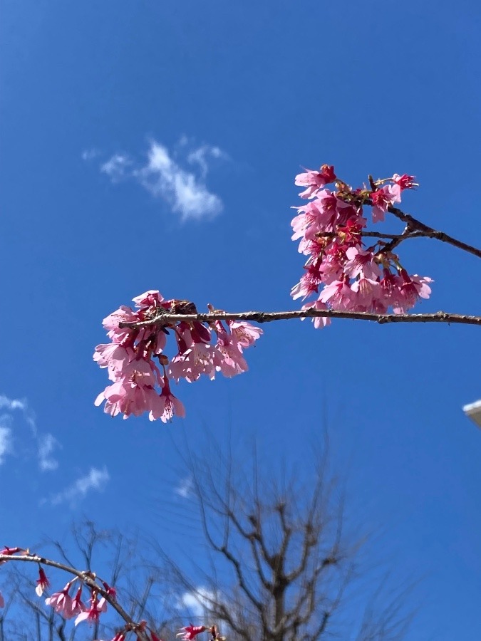 小さく桜の花は美しい