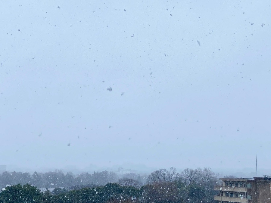 東京の雪 本格的に降ってきました 今年の初めて実感出来る雪