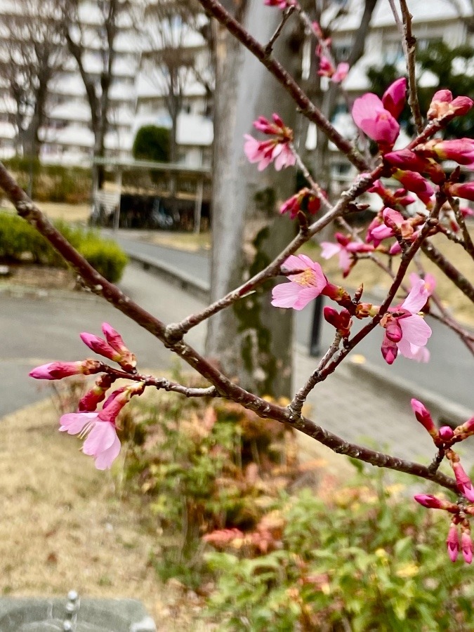 ふつと見つけた春
