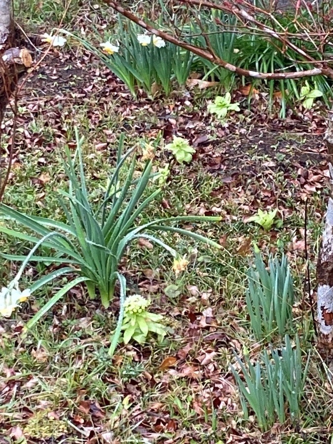 春の花　水仙　蕗のとう