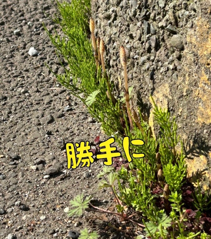 勝手に