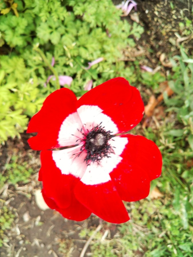 お花！