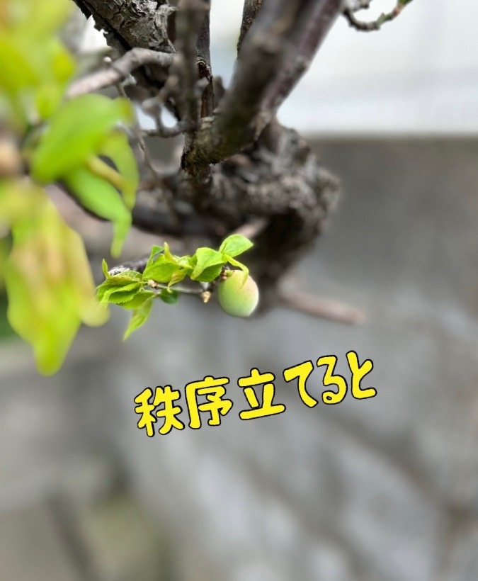 秩序立てると