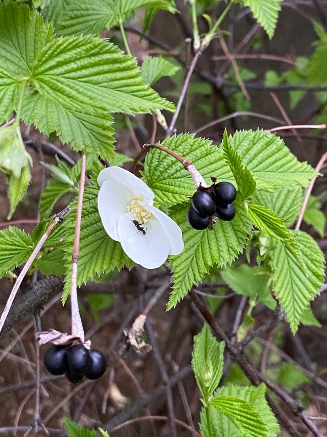 今年もこの花が咲きました　黒い球もピカピカ