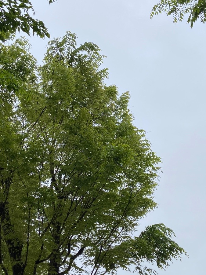 ４月も後半　５月がやってきます　新緑の季節