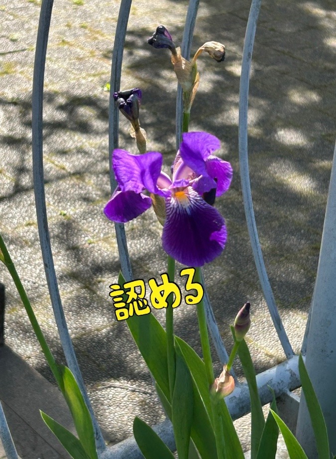 認める
