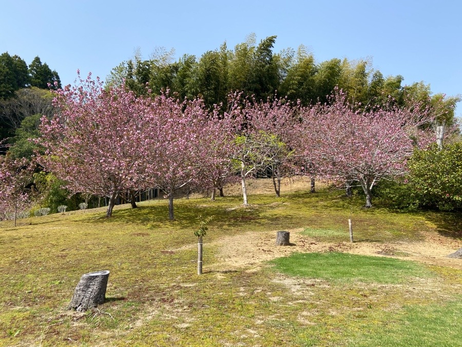 黄緑色の竹林と八重桜