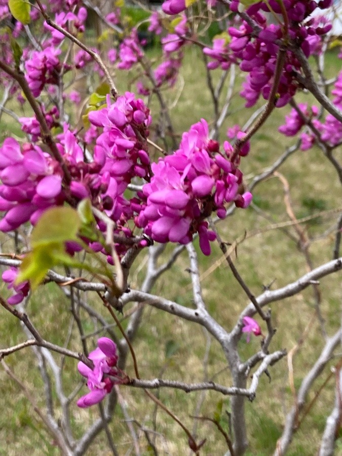 この花なんの花　ググれば良かった