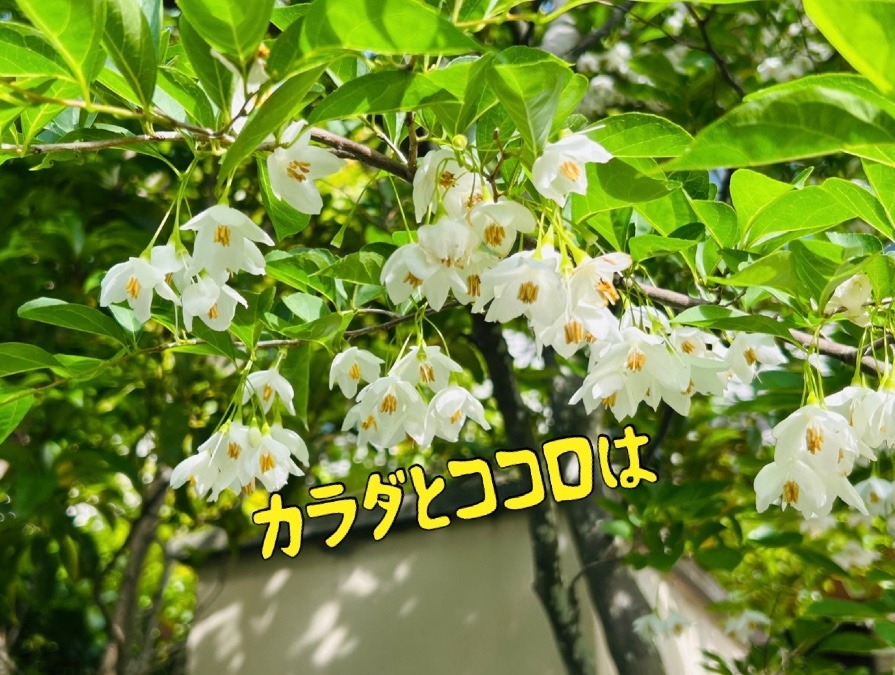 カラダとココロは
