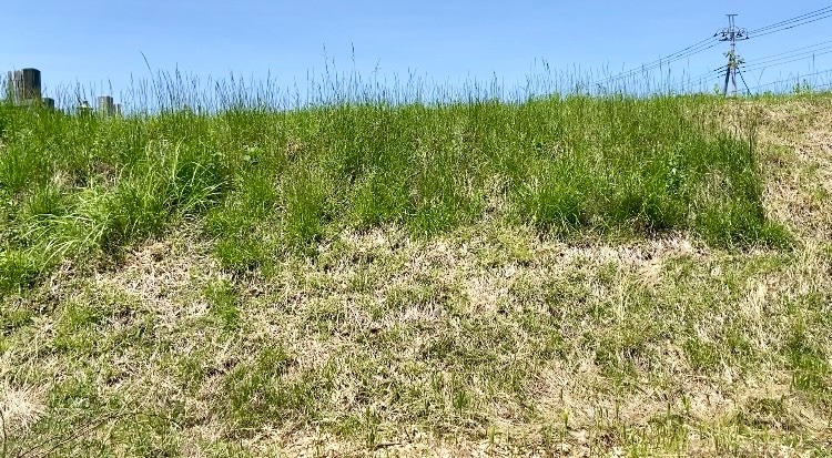草刈り前の虎刈りの土手の雑草