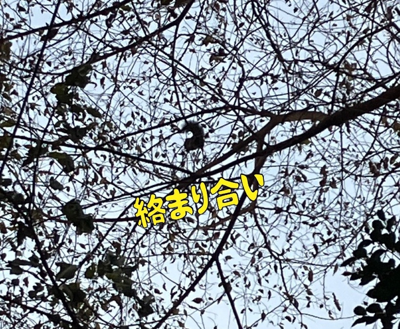 絡まり合い
