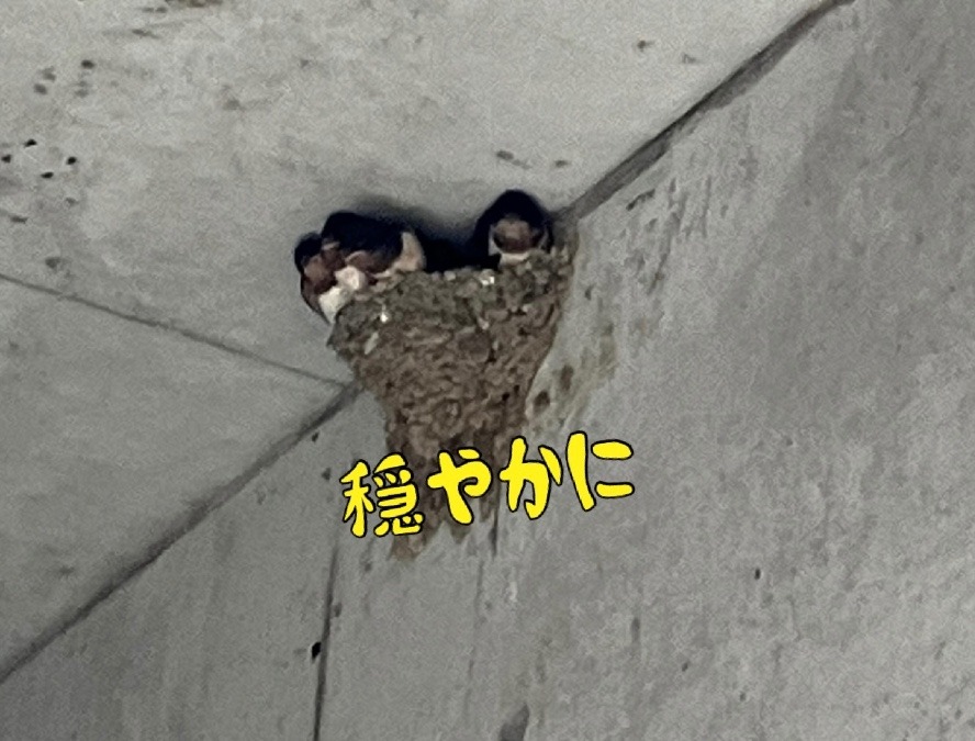 穏やかに暮らす
