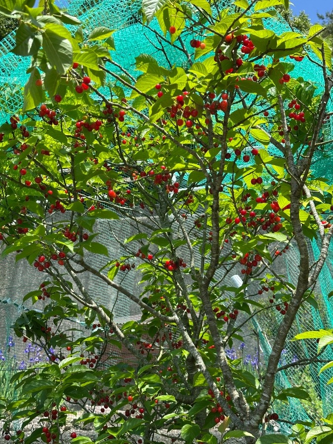 さくらんぼ🍒