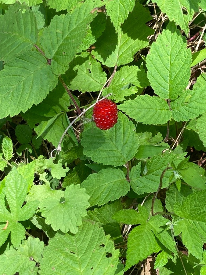 相模原市の山の中で発見　美味しそうなイチゴ🍓