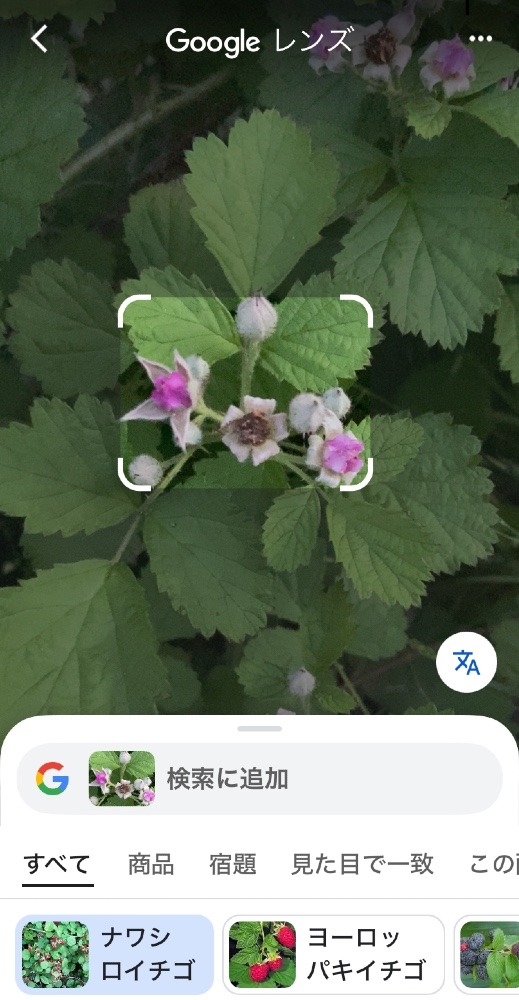 この花と実