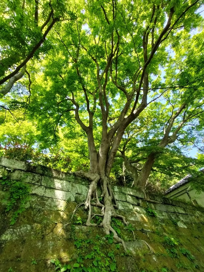 力強さ