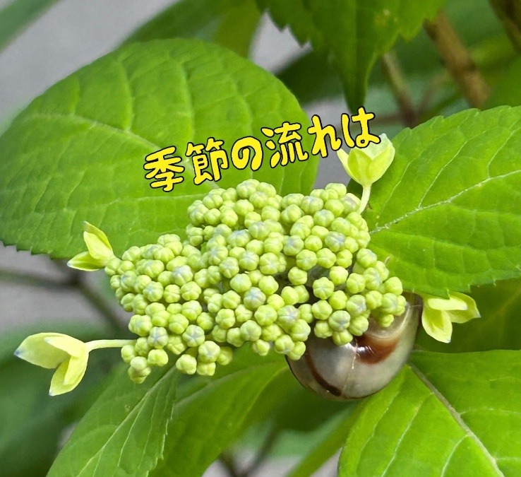 季節の流れは
