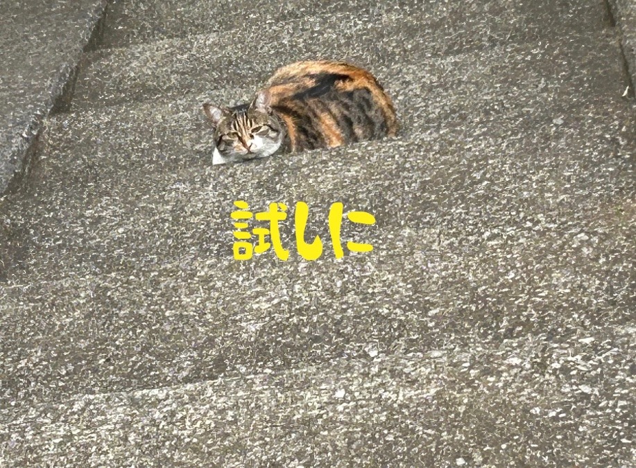 試しに