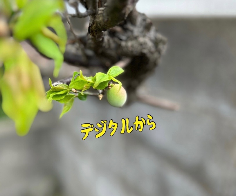 デジタルから