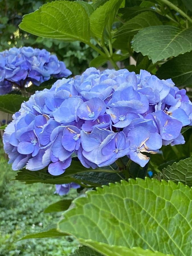紫陽花　アジサイ　あじさい