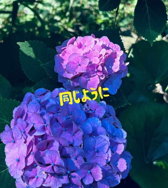 同じように